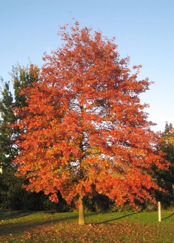 DĄB BŁOTNY Quercus palustris NASIONA 80 sztuk - 100g. na Arena.pl