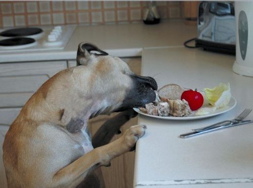 Pet Corrector 200ml na Arena.pl