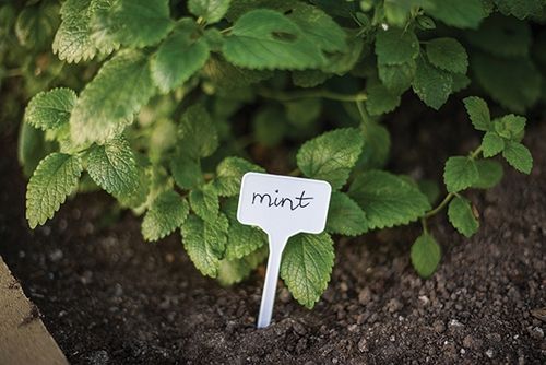 60x ETYKIETY TABLICZKI DO ROŚLIN SADZONEK + MARKER na Arena.pl