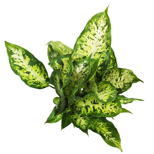 DIEFFENBACHIA  - DIFENBACHIA COMPACTA 40cm na Arena.pl