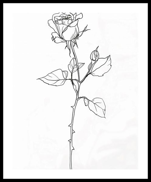 Plakat 40x50cm Kontur Róży zdjęcie 3