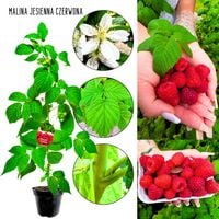 Malina Jesienna odporna na choroby KRZEW 40-70 cm