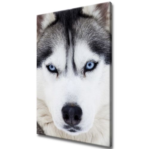 Obraz Na Ścianę 60X90 Husky na Arena.pl