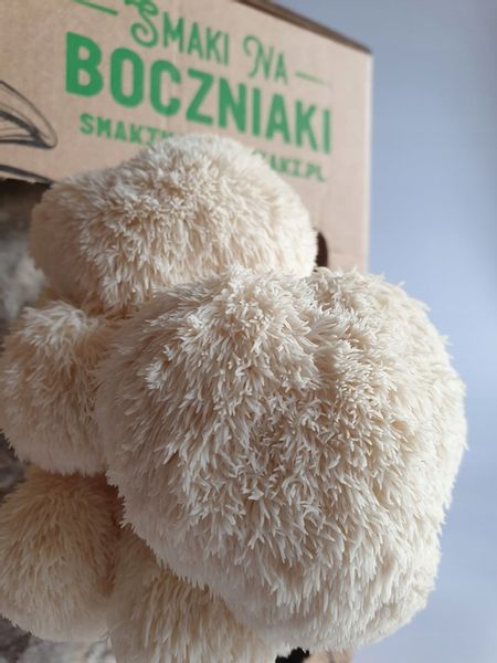 Zestaw do uprawy grzybów SNB soplówka jeżowata zdjęcie 3