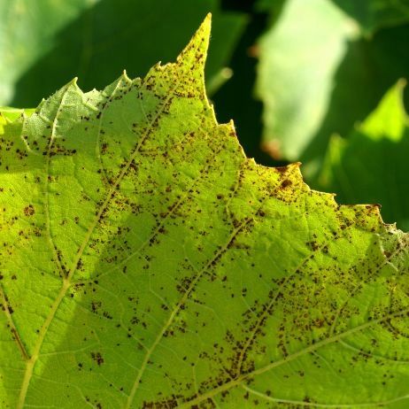 MAGNICUR ENERGY Previcur 840 SL Grzybobójczy 100ml na Arena.pl