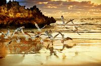 FOTOTAPETA NATURA PLAŻA SKAŁY MEWY MORZE OCEAN