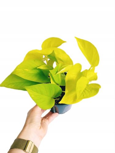 Epipremnum Golden Pothos Neon Żółty Gold Złocisty Scindaptus Epiprenium na Arena.pl