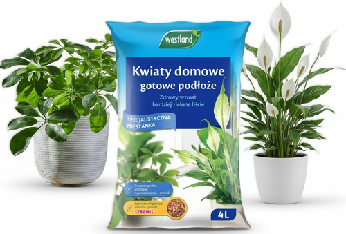 WESTLAND ZIEMIA DO SZEFLERY FILODENDRONA MONSTERY ZIELISTKI SKRZYDŁOKWIATÓW na Arena.pl