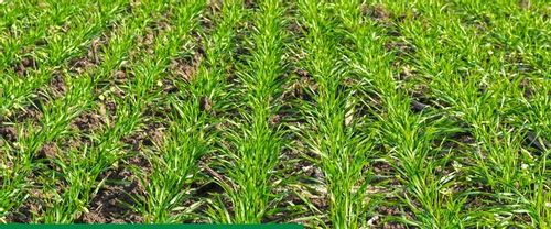 Maxim 025 FS 1L SYNGENTA - zaprawa do nasion o szerokim zastosowaniu na Arena.pl