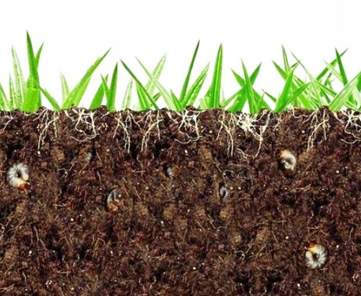 Agrecol GRAMMINI-LIMIT 10 g 394 zdjęcie 10