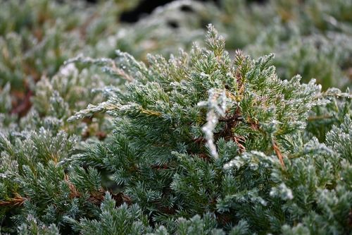 Jałowiec łuskowy Blue Carpet - Juniperus squamata na Arena.pl
