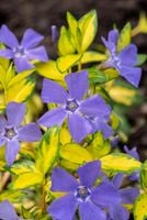 Barwinek pospolity Illumination - Vinca minor