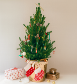 Żywa Pachnąca Mini Choinka Do Domu 65cm Na Biurko Prawdziwa Mała Świerk