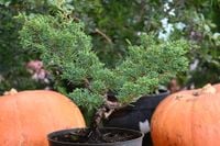 product-compare-61521053