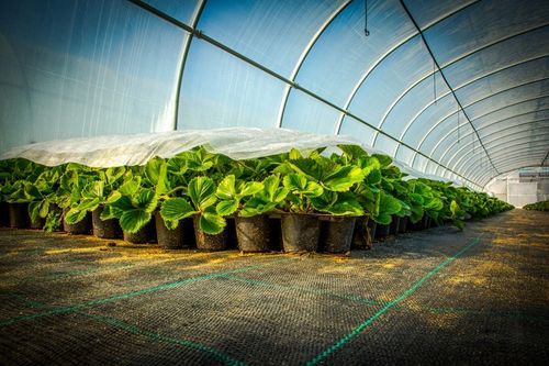Agrotkanina mata pod kamień korę 4 m x 5 m Mocna na Arena.pl