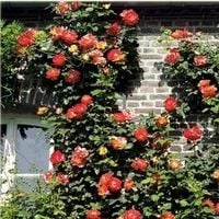 RÓŻA pnąca odporna na mróz pomarańczowa - sadzonki 20 / 30 cm