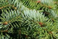 Świerk Serbski 20-40 cm SZKÓŁKOWANY