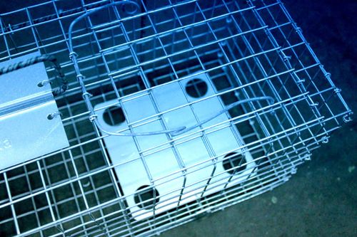 żywołapka pułapka na kuny lisy szopy bobry duża na Arena.pl