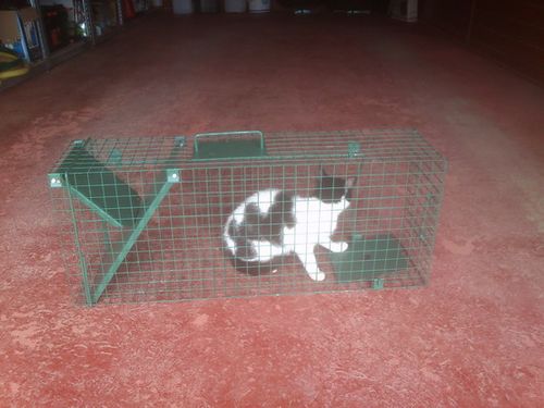 żywołapka pułapka na koty kuny bardzo szybka na Arena.pl