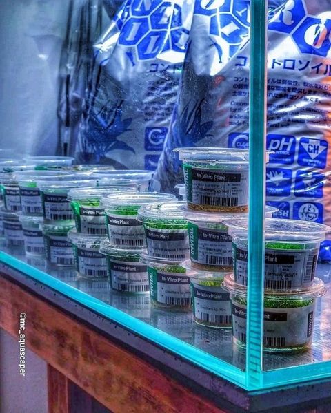 Controsoil 10l Normal podłoże japońskie zdjęcie 9