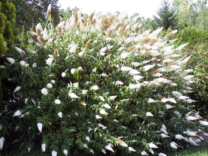 Budleja biała White Profusion C2 na Arena.pl