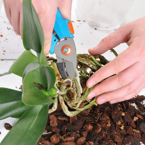 NATURALNE LEKKIE PODŁOŻE ZIEMIA DO STORCZYKÓW ORCHIDEI 3L BIOVITA Z NAWOZEM na Arena.pl