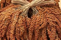 Proso senegalskie czerwone w kłosach Naturalny przysmak 1kg