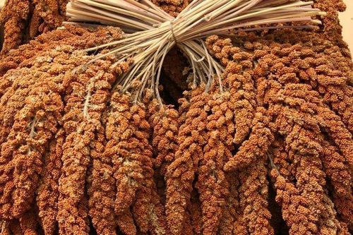 Proso senegalskie czerwone w kłosach Naturalny przysmak 1kg na Arena.pl