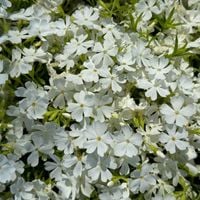 Floks szydlasty 'White Delight' (Phlox subulata) Płomyk Biały