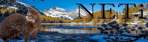 NETi Miękkie Termiczne Skarpety Damskie Ciepłe Włosy Norki Zimowe 6-Pak na Arena.pl