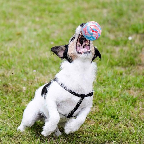 Piłka dla psa kauczukowa gryzak na Arena.pl