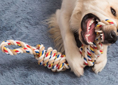 Duży Szarpak dla psa kolorowy na Arena.pl