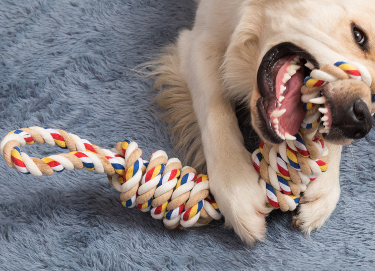 Duży Szarpak dla psa kolorowy zdjęcie 5