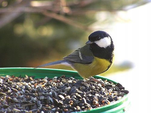 Czarny Słonecznik Ziarna Karma PREMIUM Dla Ptaków I Gołębi 10 kg na Arena.pl