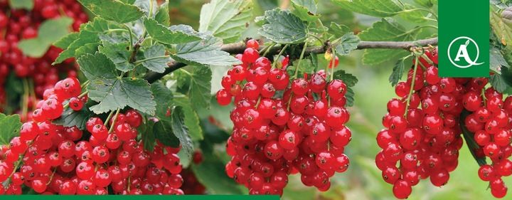 FUSILADE FORTE 150EC 1L CHWASTNICA PERZ MIOTŁA ŚRODEK CHWASTOBÓJCZY CHWASTY zdjęcie 2