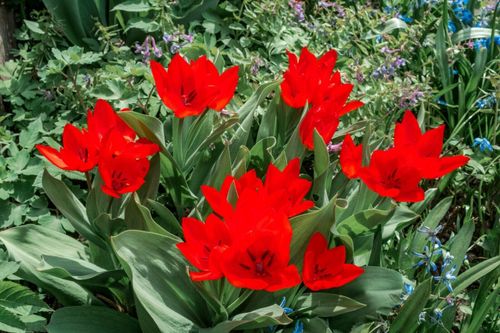 Tulipan Cebulki Tulipanów Kwiatów Czerwone Praestans Zwanenburg 50Szt na Arena.pl