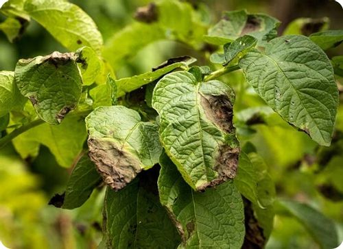 AMISTAR środek grzybobójczy szara pleśń mączniak rdza alternarioza 50ml na Arena.pl