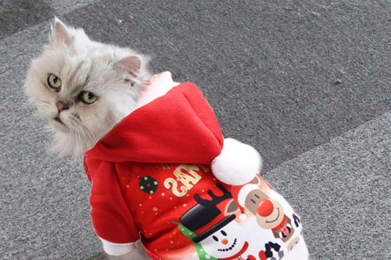 Ubranko przebranie dla psa świąteczne - XS zdjęcie 6