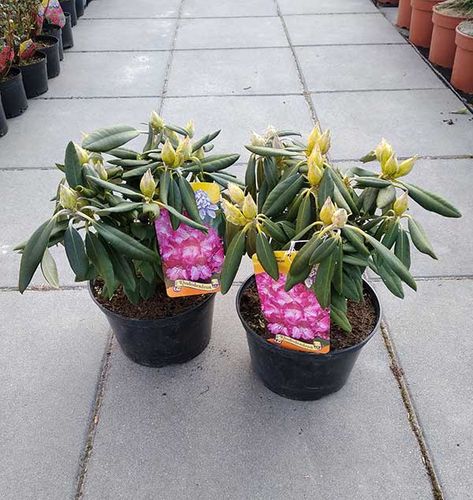 Różanecznik Hachmann's Marlis C4 na Arena.pl