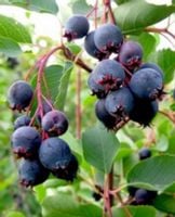 ŚWIDOŚLIWA OLCHOLISTNA Northline - sadzonki w don.