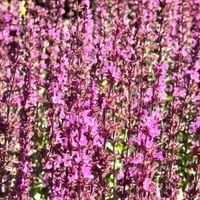 Szałwia omszona Różowa 'Synchro Pink' (Salvia nemorosa) W Doniczce 1L