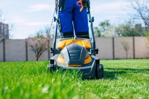 TRAWA MIESZANKA TRAWY z mikrokoniczyną koniczyna 2kg TRAWNIK SAMONAWOŻĄCY na Arena.pl