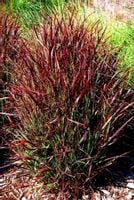 Proso Rózgowe Kupferhirse PURPUROWY AKCENT W OGROD