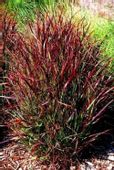 Proso Rózgowe Kupferhirse PURPUROWY AKCENT W OGROD