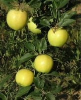 JABŁOŃ ANTONÓWKA stara odporna odmiana - sadzonki 110 / 140 cm