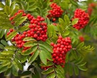 JARZĄB POSPOLITY Sorbus aucuparia - NASIONA 500 sztuk - 10g.