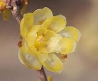 ZIMOKWIAT WCZESNY kwitnie zimą  - sadzonki 50 / 70 cm