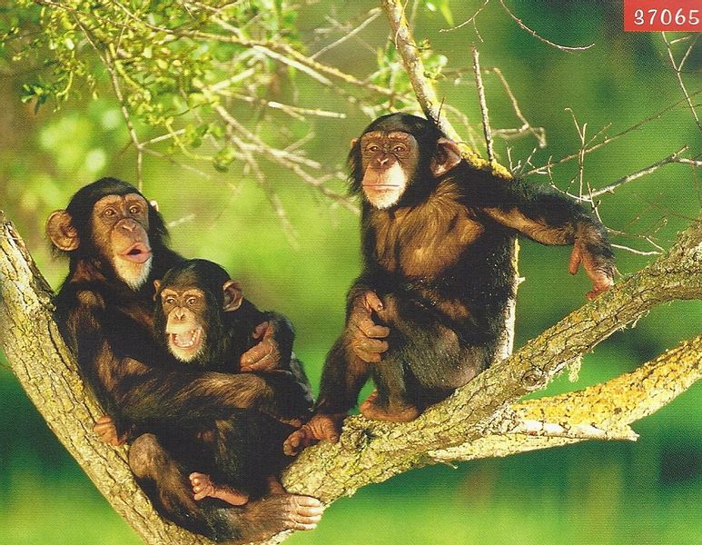 TREFL 37065 Szympansy Puzzle 500el NEW zdjęcie 2