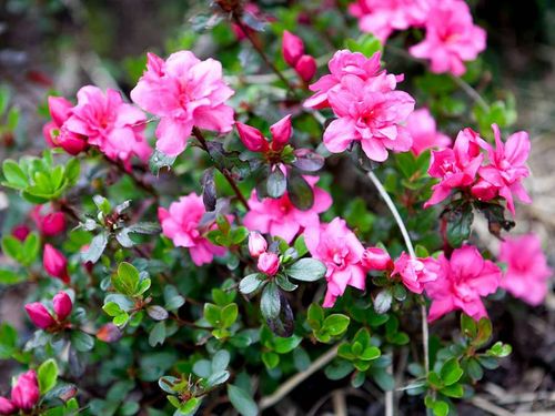 Azalia japońska Rokoko C2 E na Arena.pl