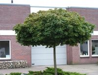 KLON POSPOLITY ZIELONY - sadzonki 80 / 120 cm